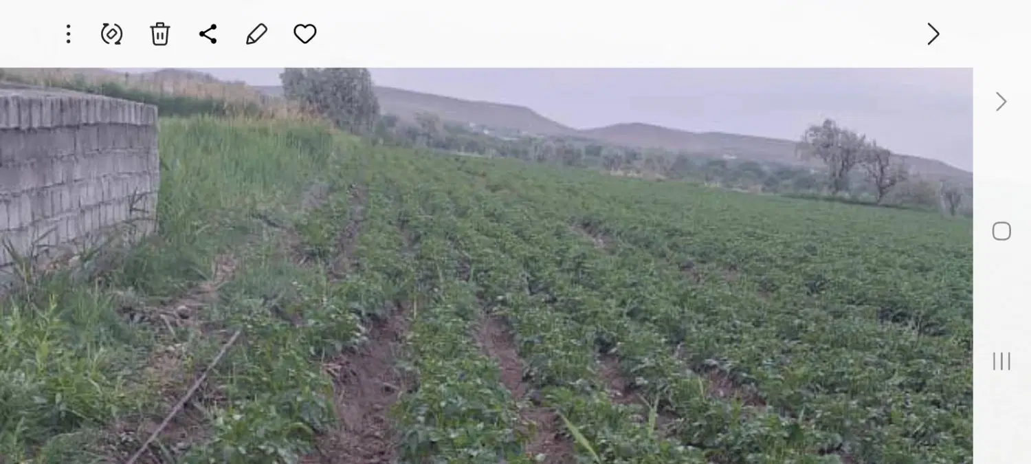 فروش زمین باغی در اول جاده زینق