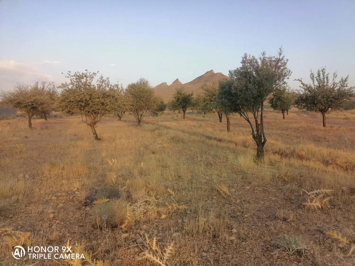 زمین باغ