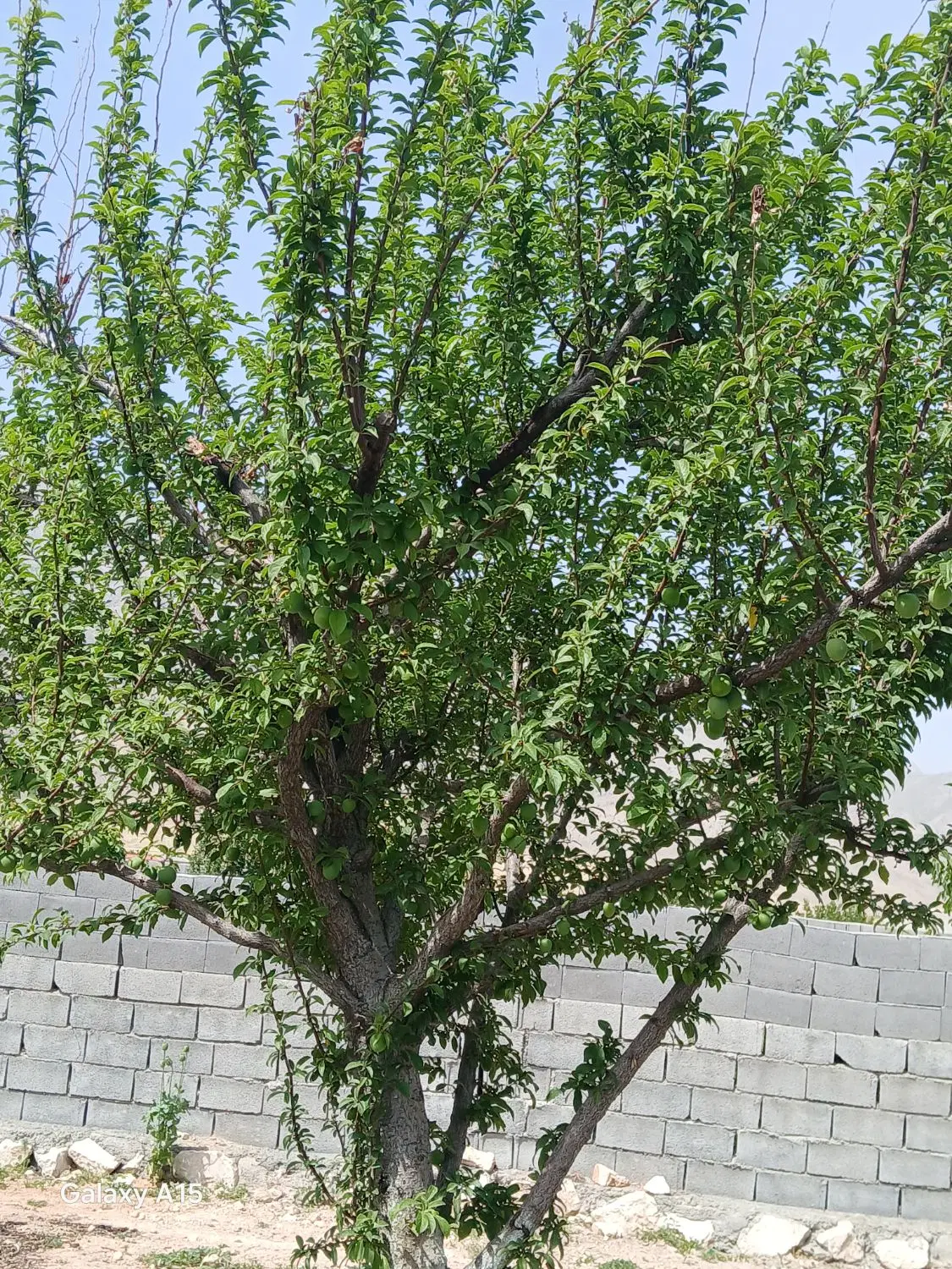 باغ سرارود