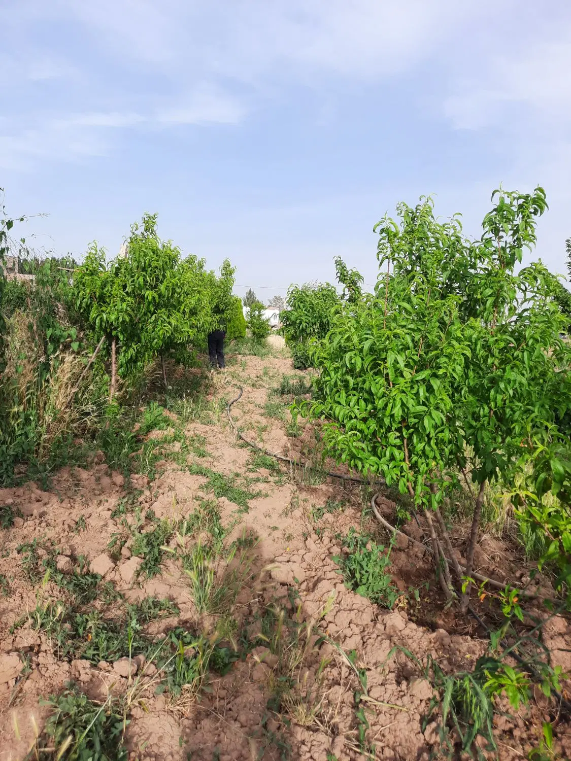 باغچه به مساحت ۵۰۰متردارای منبع آب هزارلیتری.فنس .