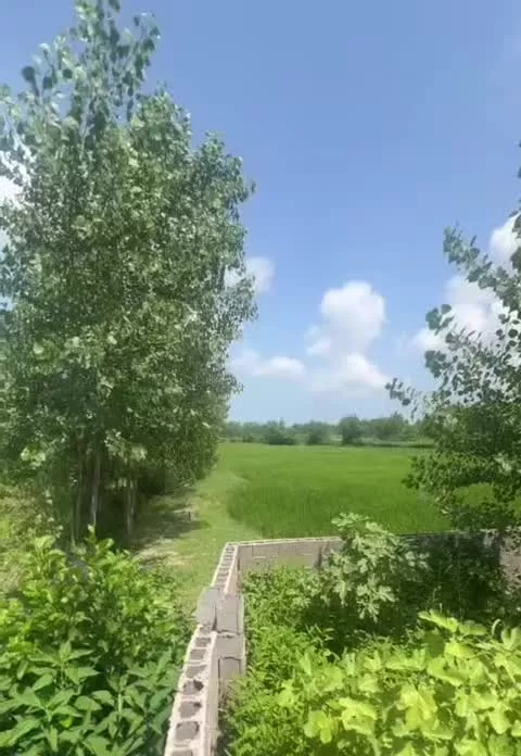 زمین در روستای سرسبز برمچه بین رشت و منطقه انزلی