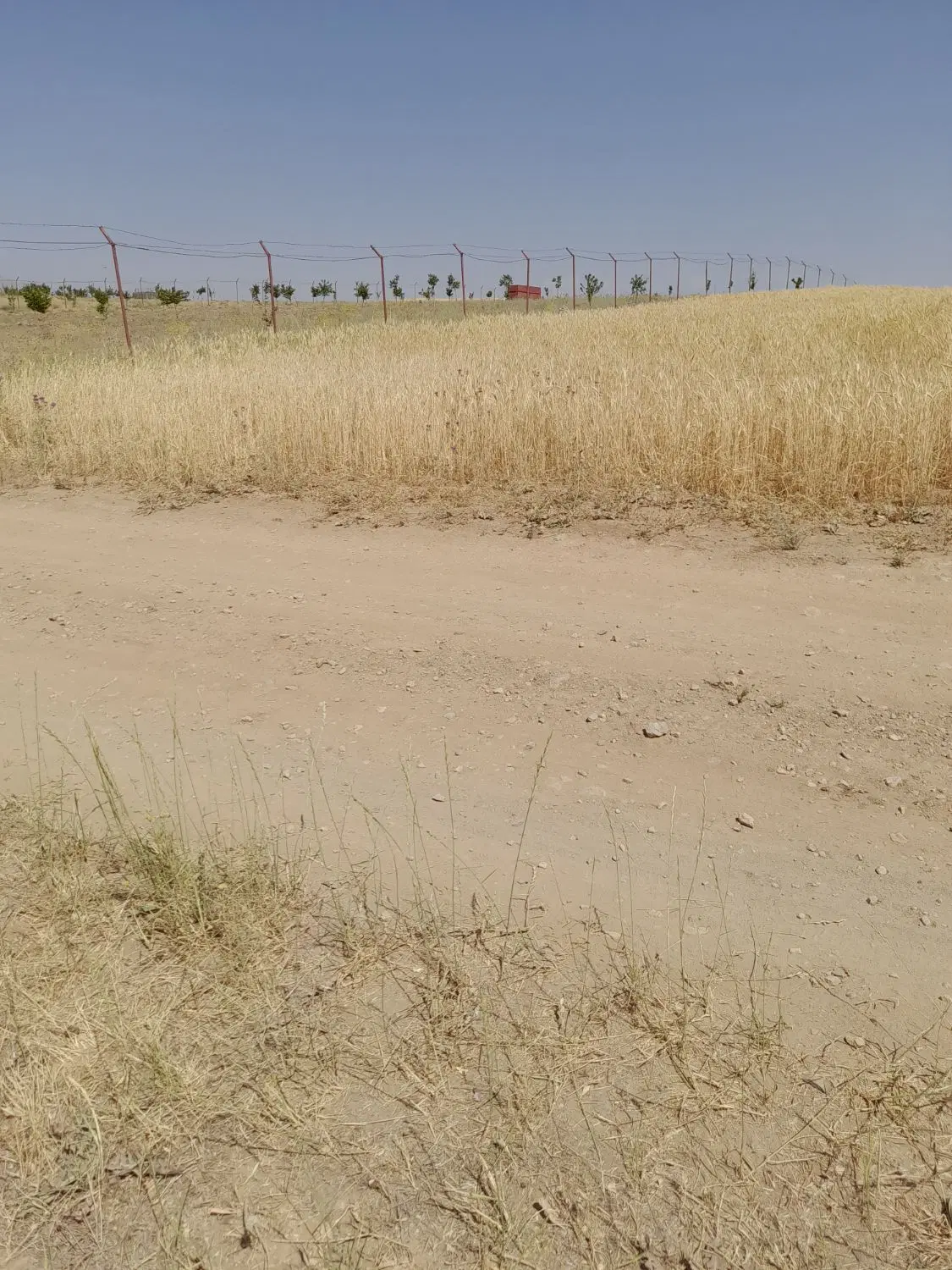 زمین کشاورزی روستای کزنار