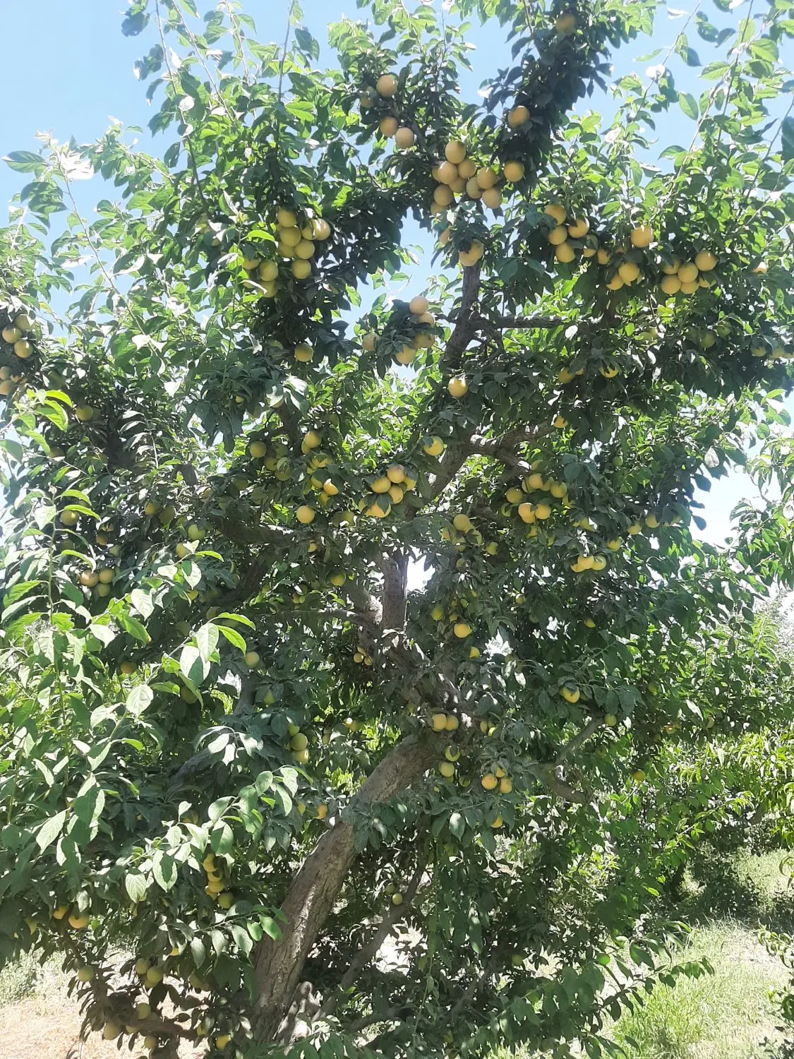 فروش باغچه۲۵۰مترنهالستان باباسلمان شهریارشهرقدس
