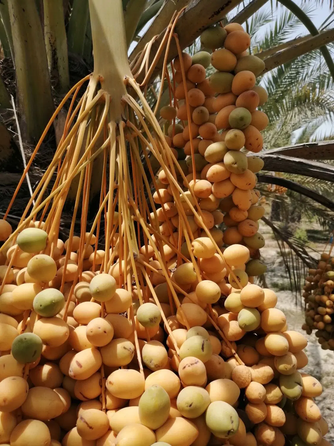 فروش ثمر نخل برحی