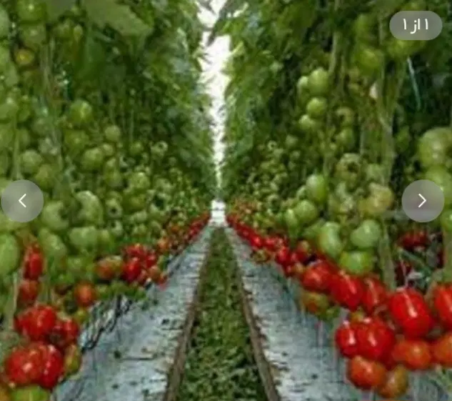 فروش زمین گلخانه در جلفا