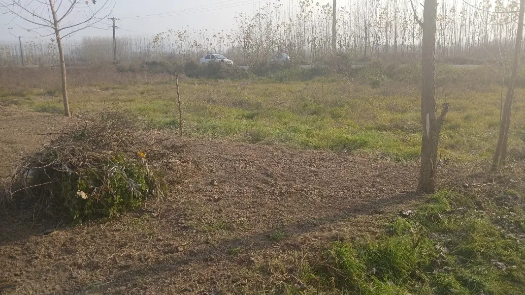 بیجار(شالیزار) بر جاده اصلی