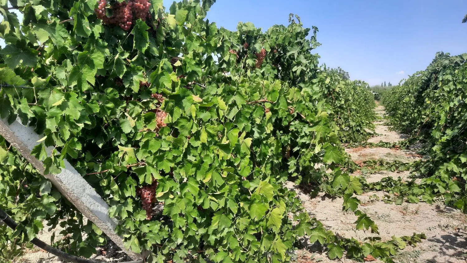 اجاره باغ انگور و سیب