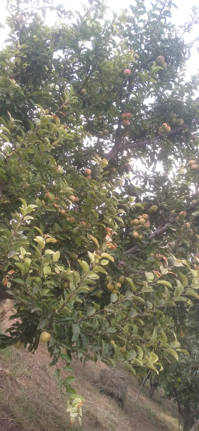 اجاره باغ سیب