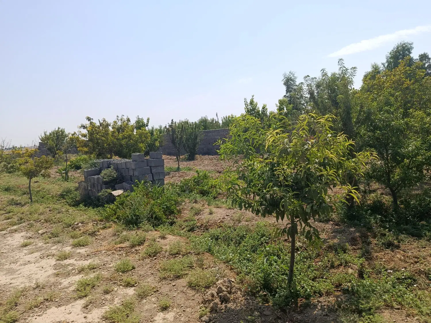 باغی
