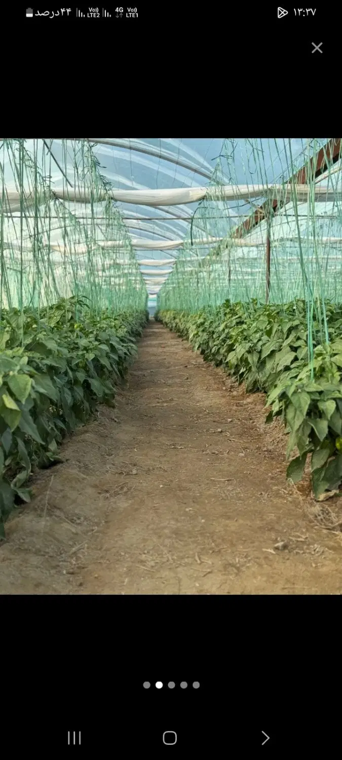 ۲ هکتار گلخانه