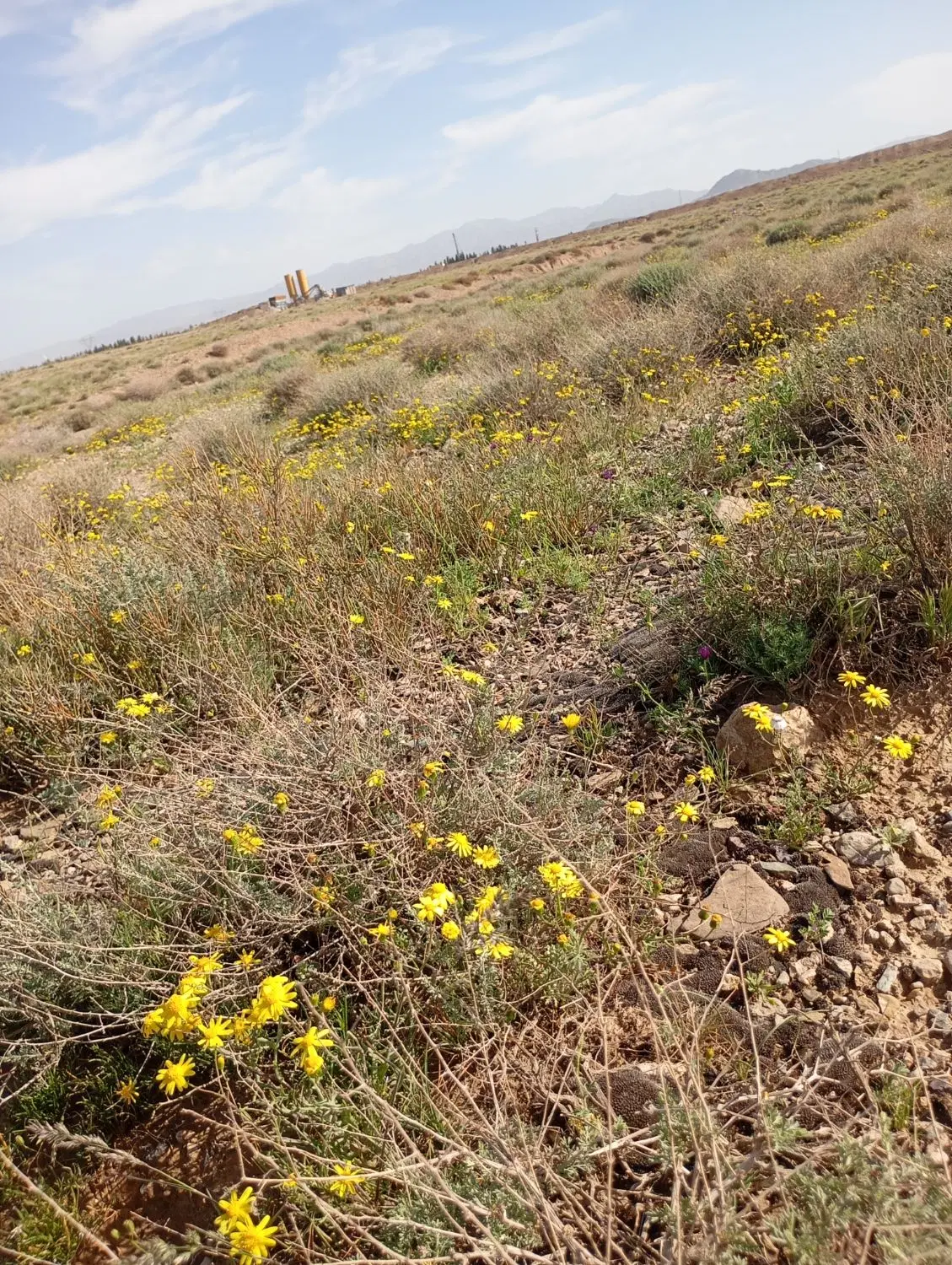 زمین مسکونی با ماده 101