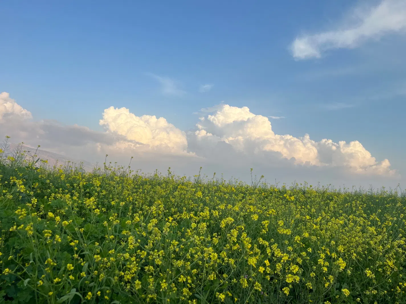 یک هکتار و سه هزار متر زمین