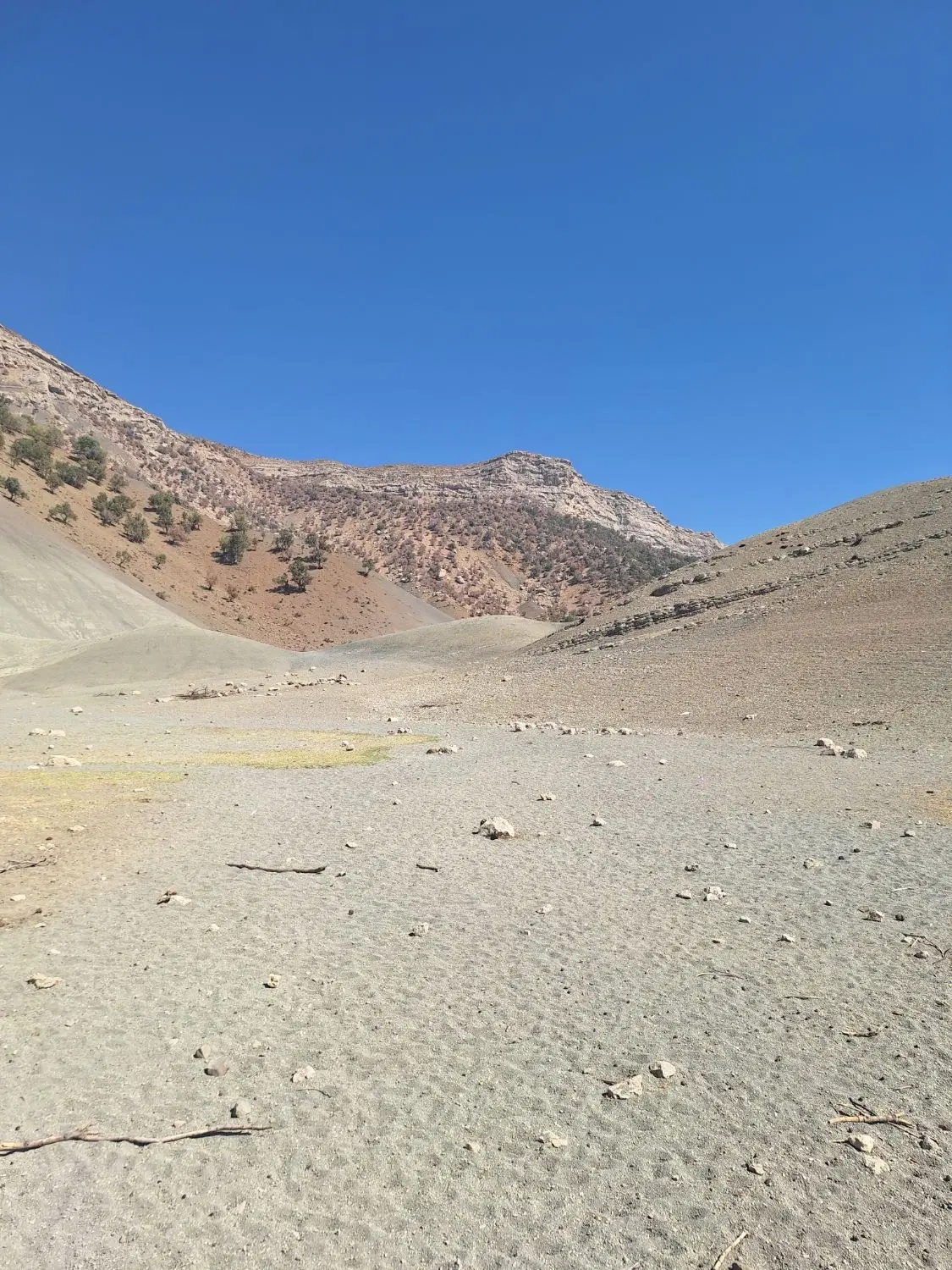 زمین اسدی