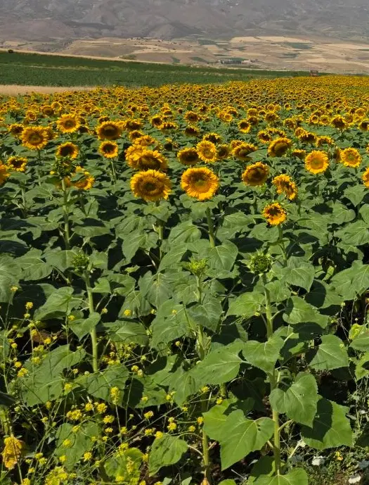 زمین کشاورزی جهت اجاره ۲ هکتار