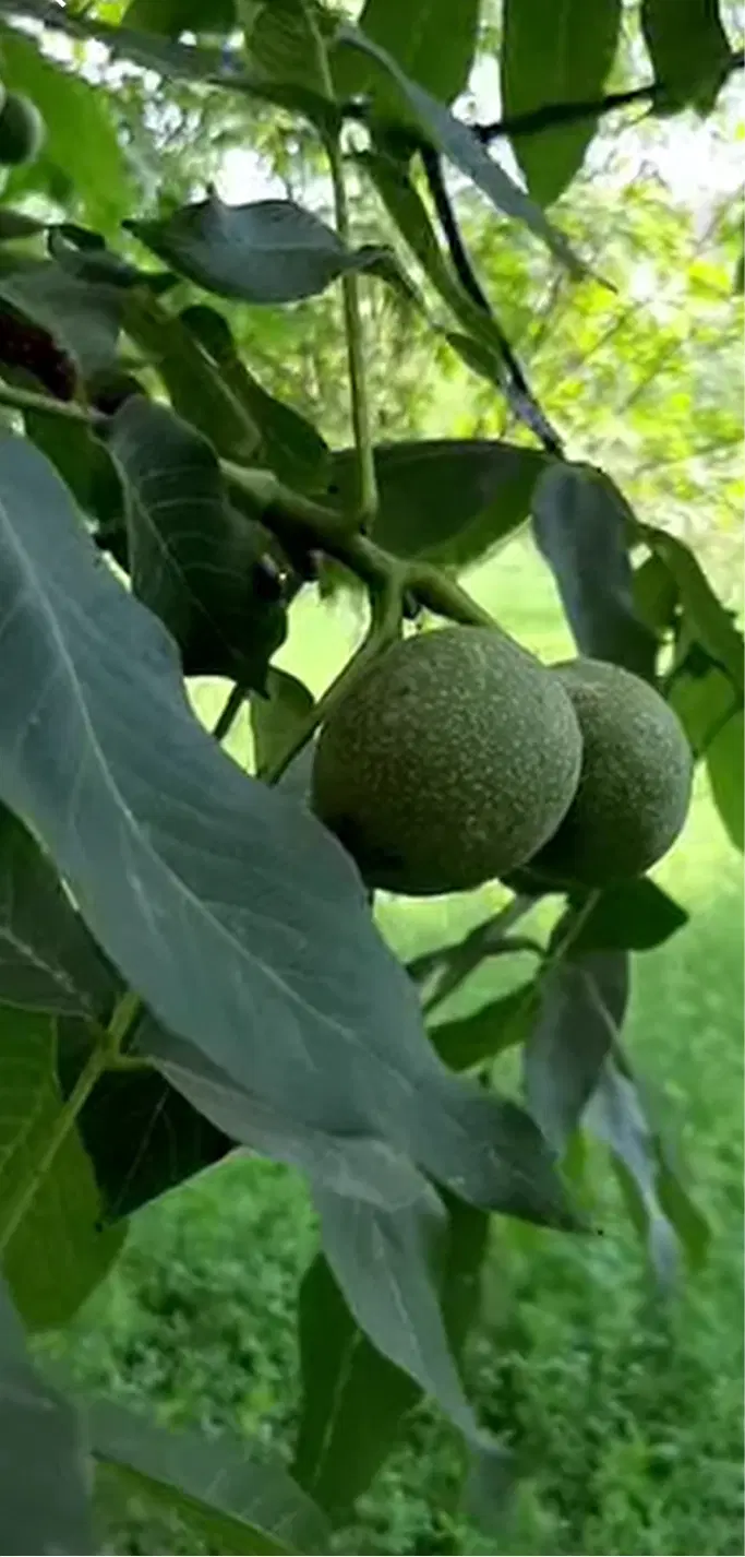 اجاره چند عدد درخت گردو