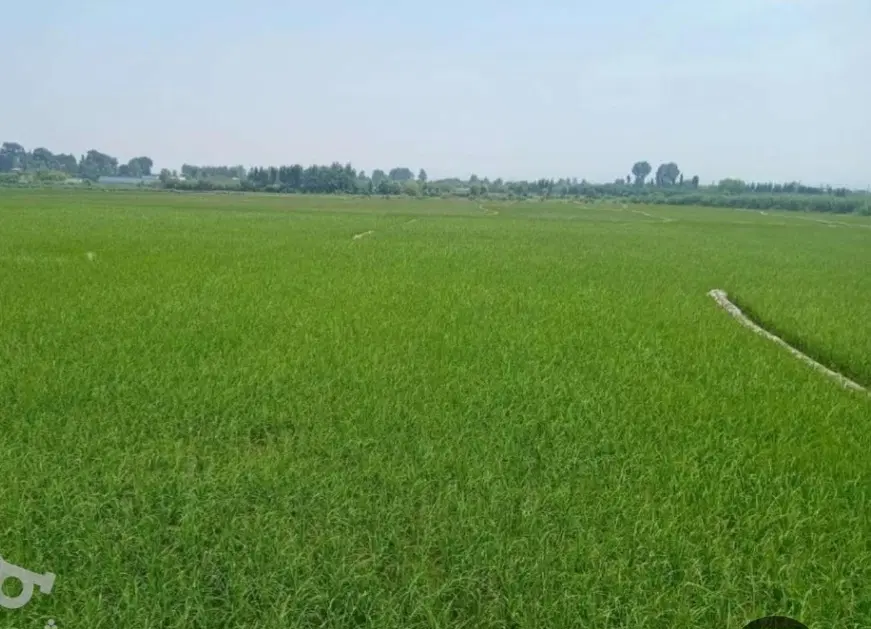 فروش زمین مشاع گویم