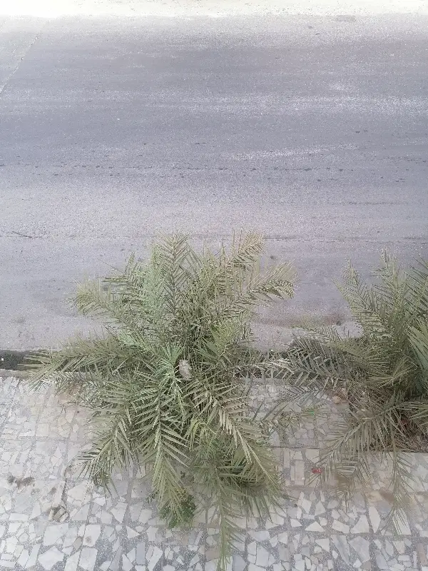 زمین 202 متری خیابان شورا فرعی 2