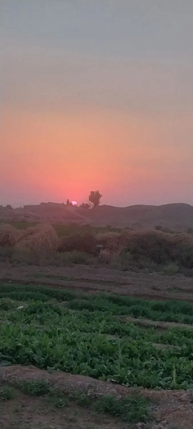 پنج هزار متر زمین زراعی در  باغشیخ مناسب کاشت پسته