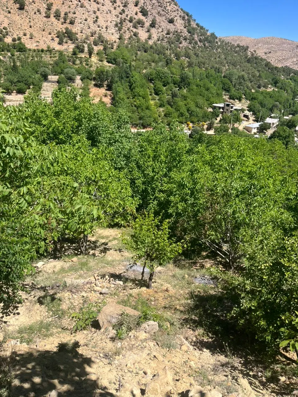 زمین با هر متراژ با هر قیمت برات دارم