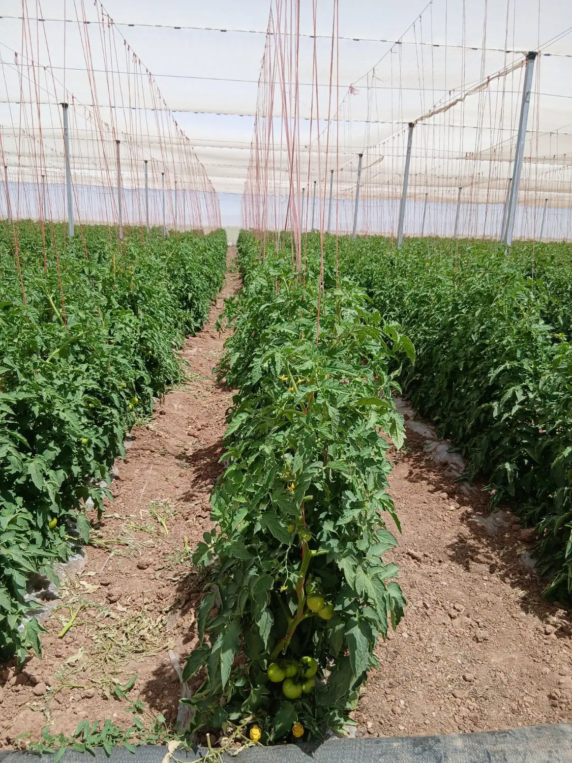 فروش زمین