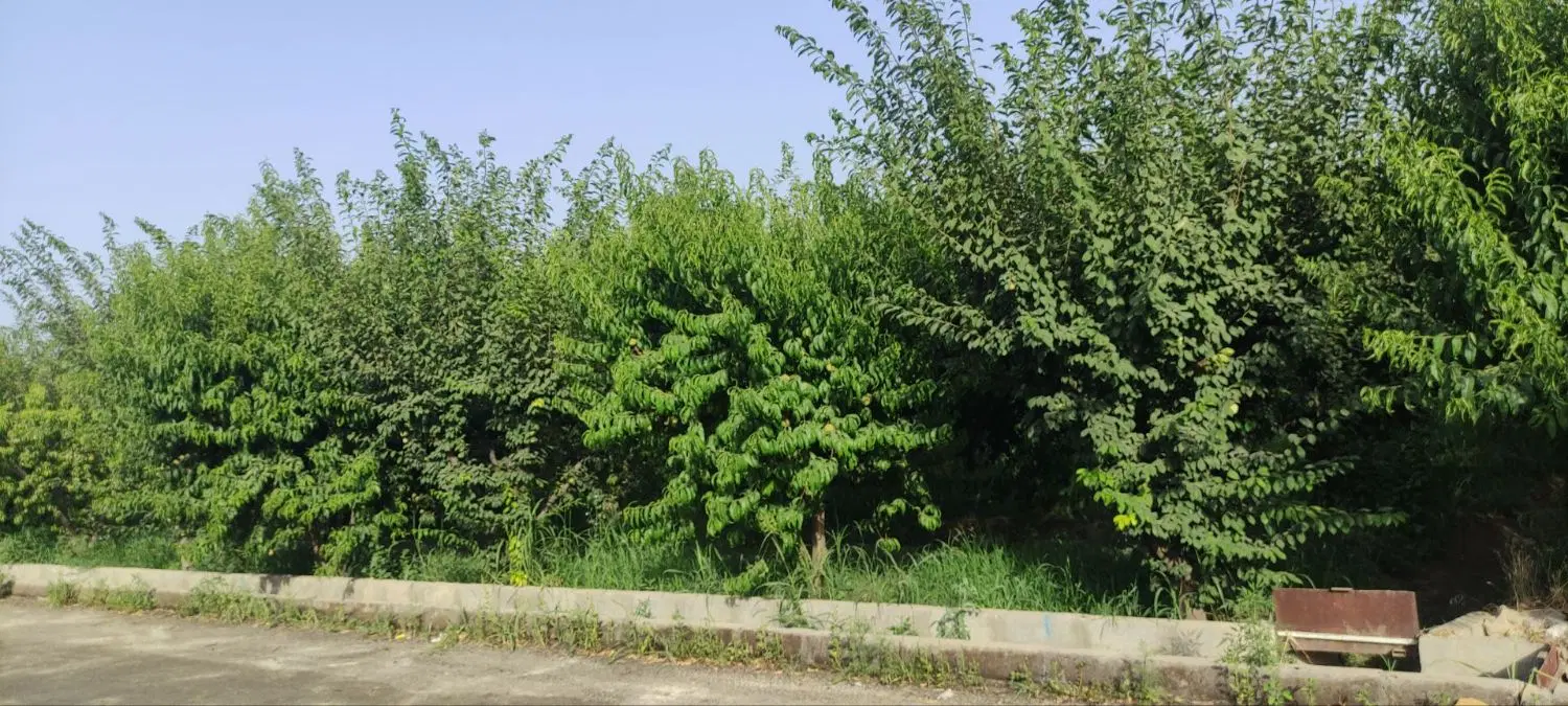 باغچه 700متری قاسم آباد بزرگ