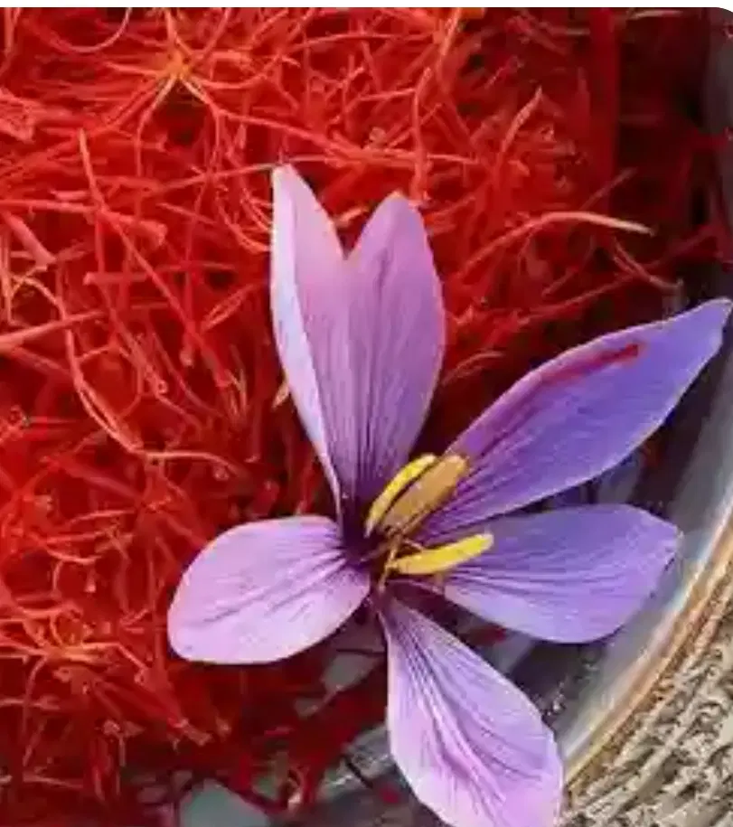 زمین زعفران