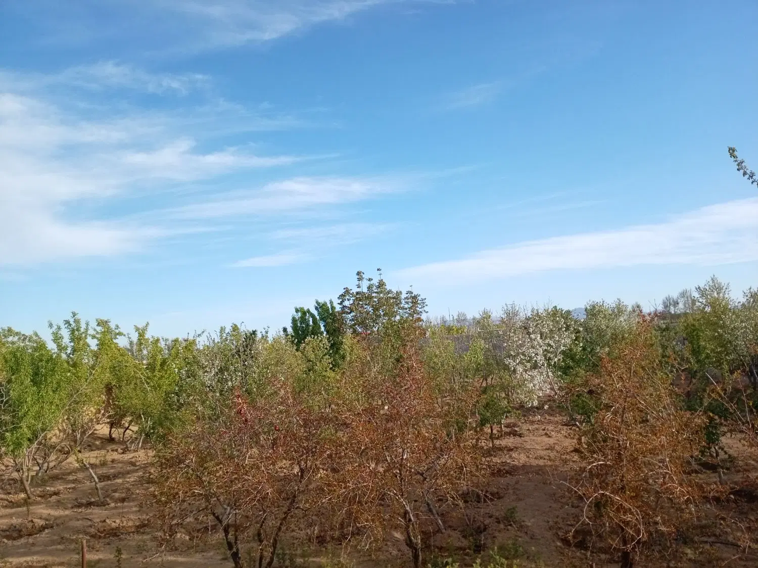 زمین 1000 متری