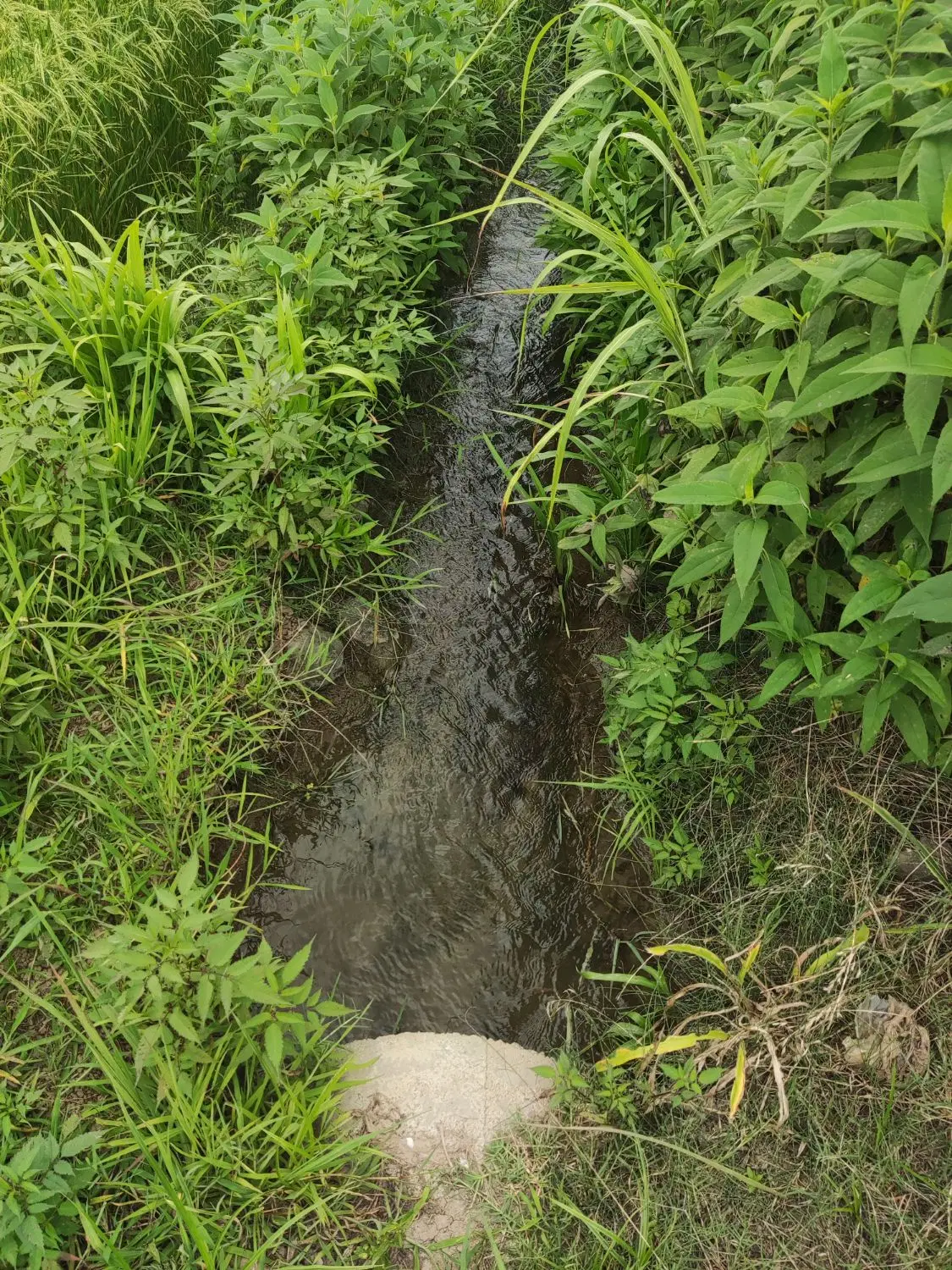 شالیزار نمونه ناصرا سرا