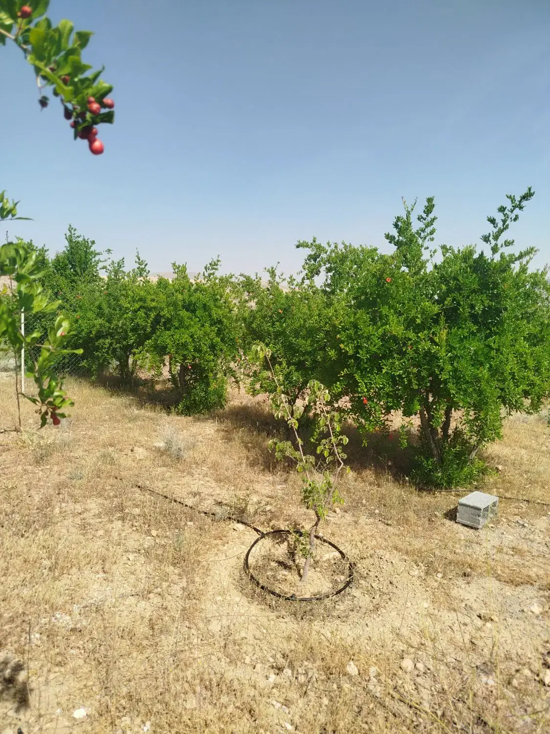 فروش باغ مجموعه انارستان