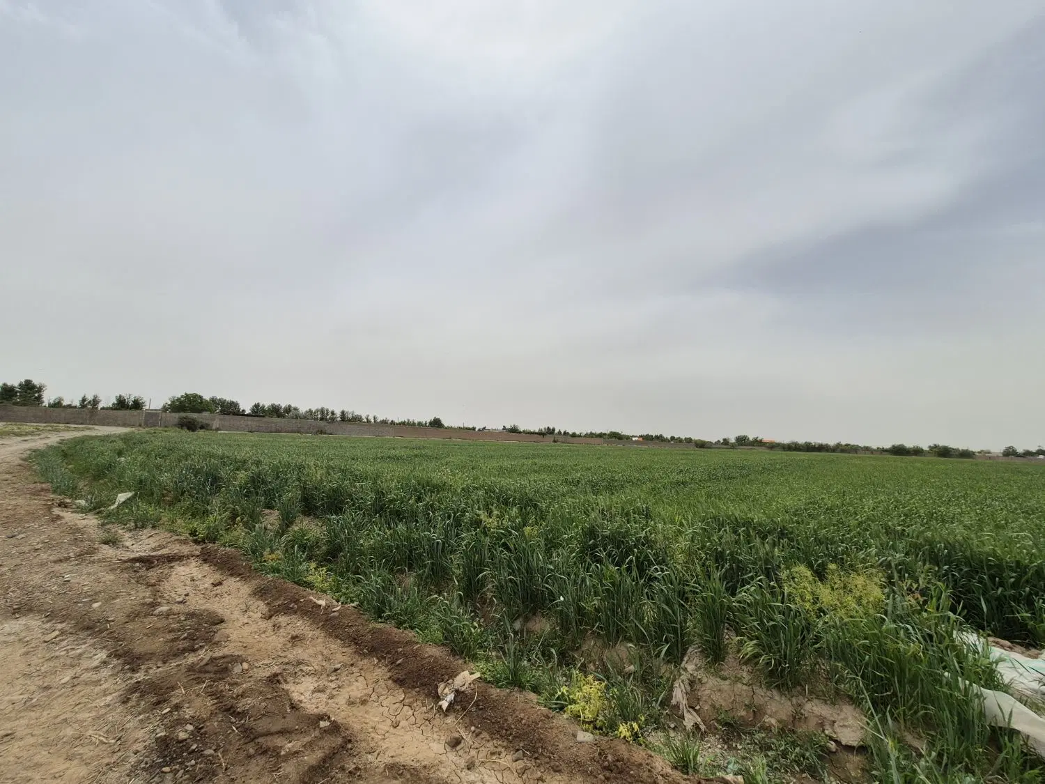 فروش یک هکتار زمین سعد آباد