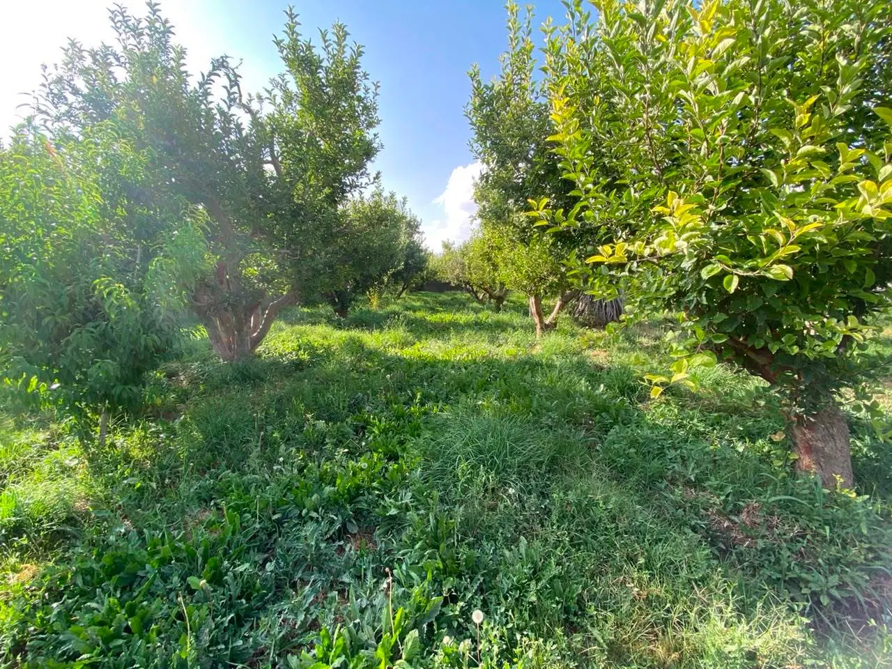 باغ سیب جابان