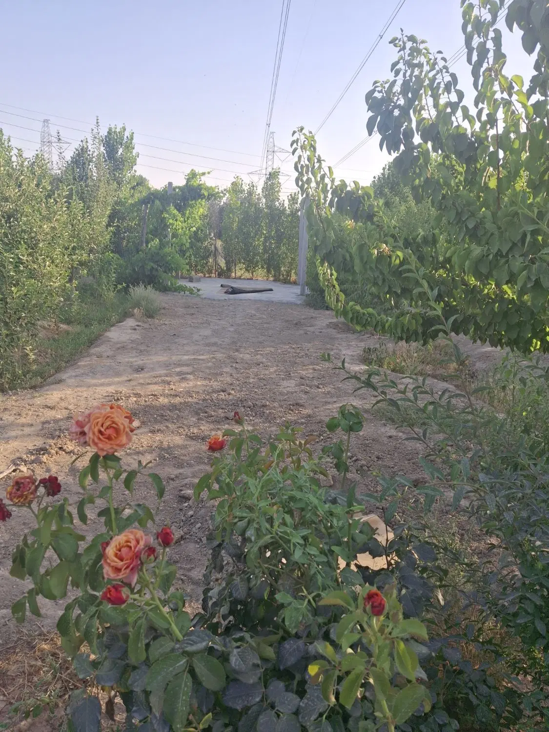 باغ دهشاد پایین