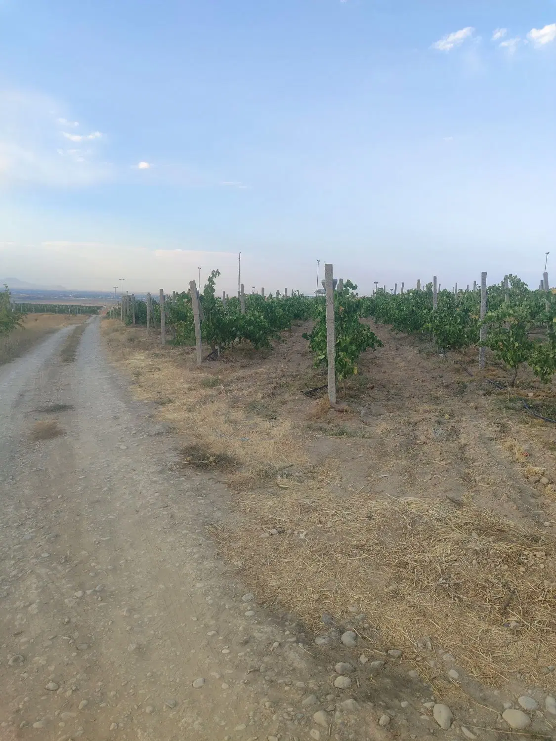فروش باغ انگور و غیره