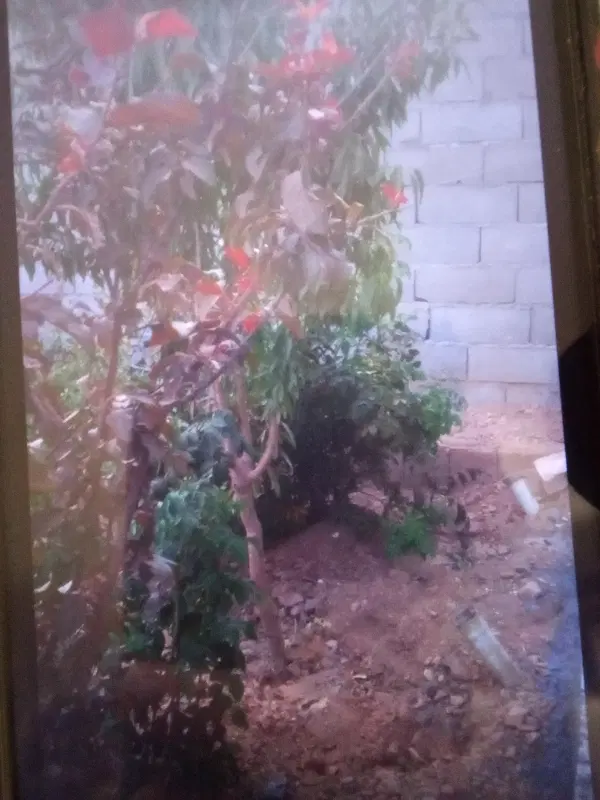 باغ نجف آباد