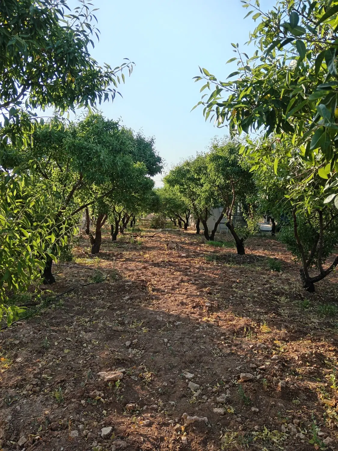 فروش طرح عمان سامان