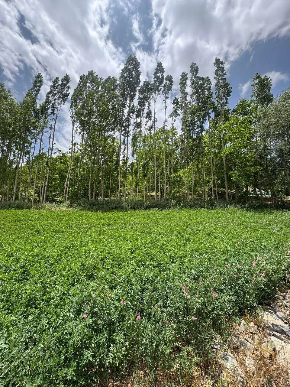 فروش زمین ۱۰۰۰متری سند دار تک برگ در پاتل ایسین