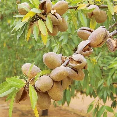 باغ بادام فنس کشی شده