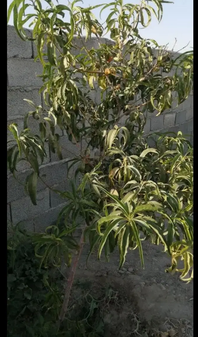 باغچه 1000 متری