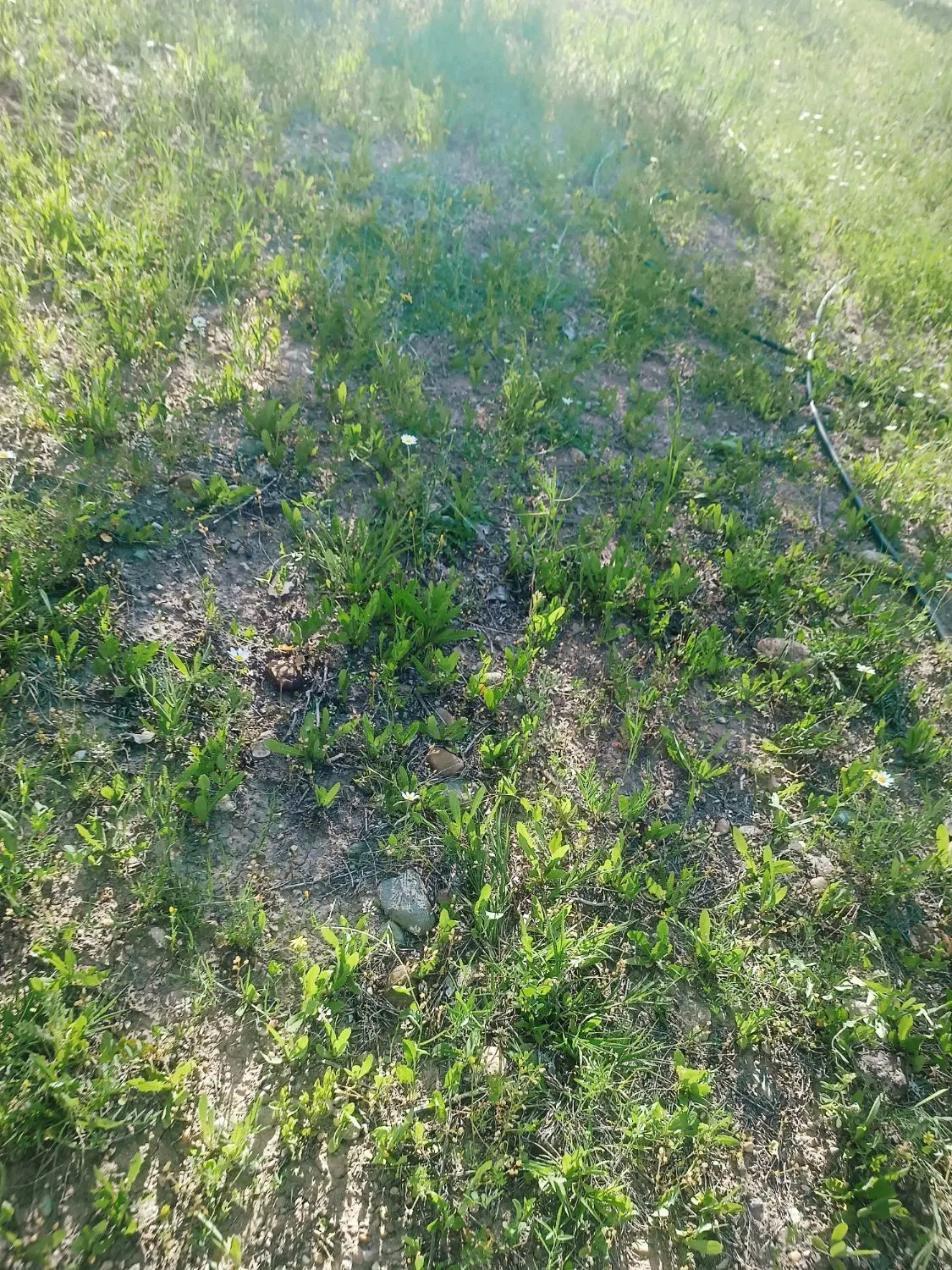 یک قطعه زمین در روستای قراچه کنار آسفالت