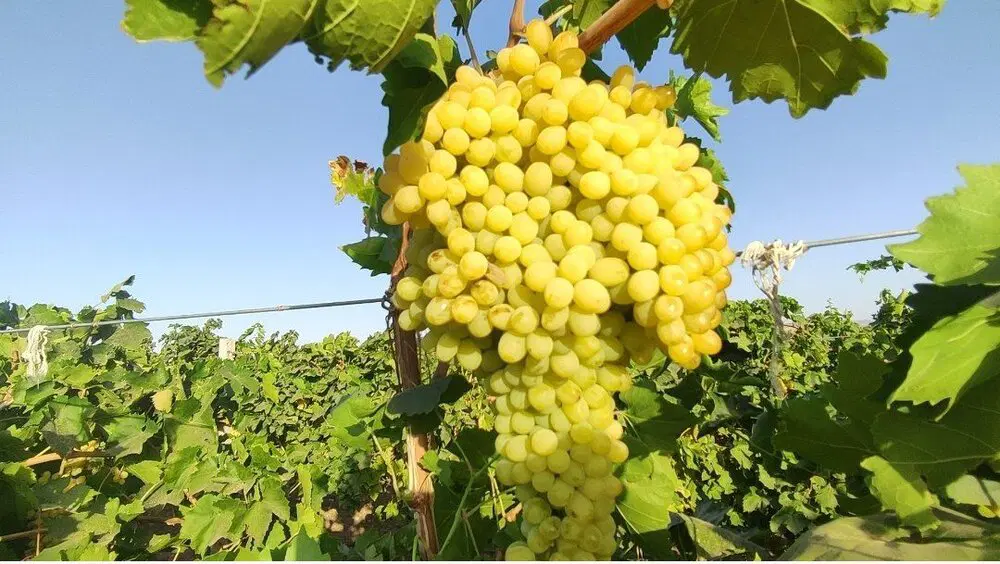 اجاره باغ انگور ایستاده