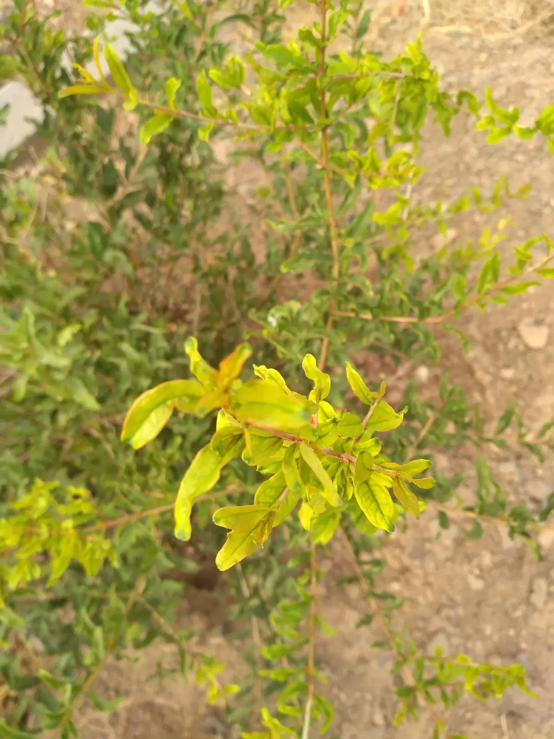 باغ 350 متری