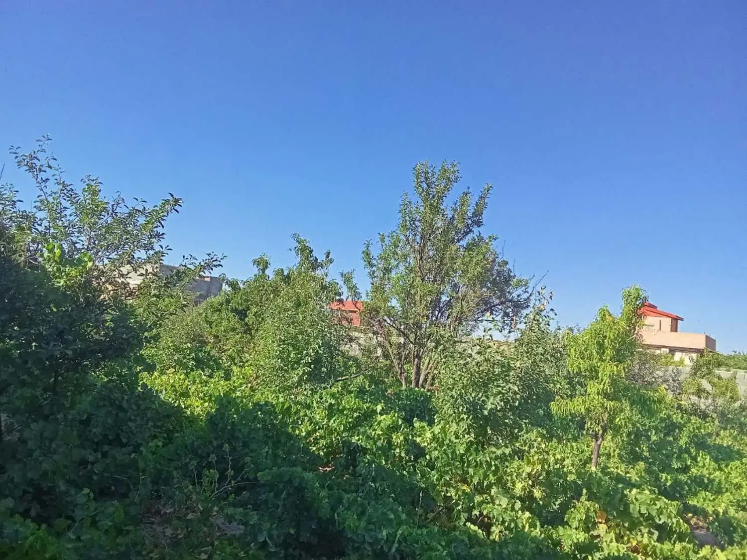 باغ روستایی در فاصله 10 کیلومتری از مرکز شهر