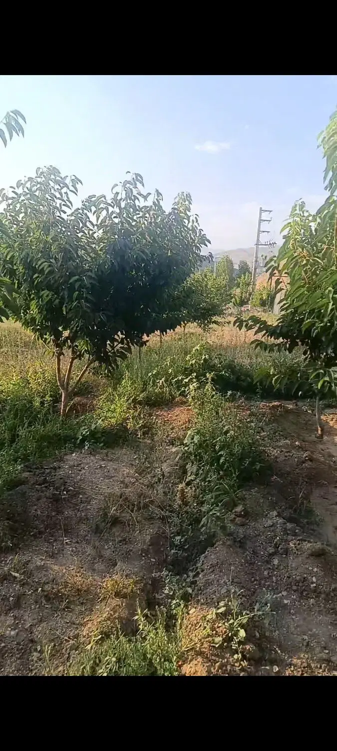 زمین های باغ ویلایی قیمت کاسبی نمیر
