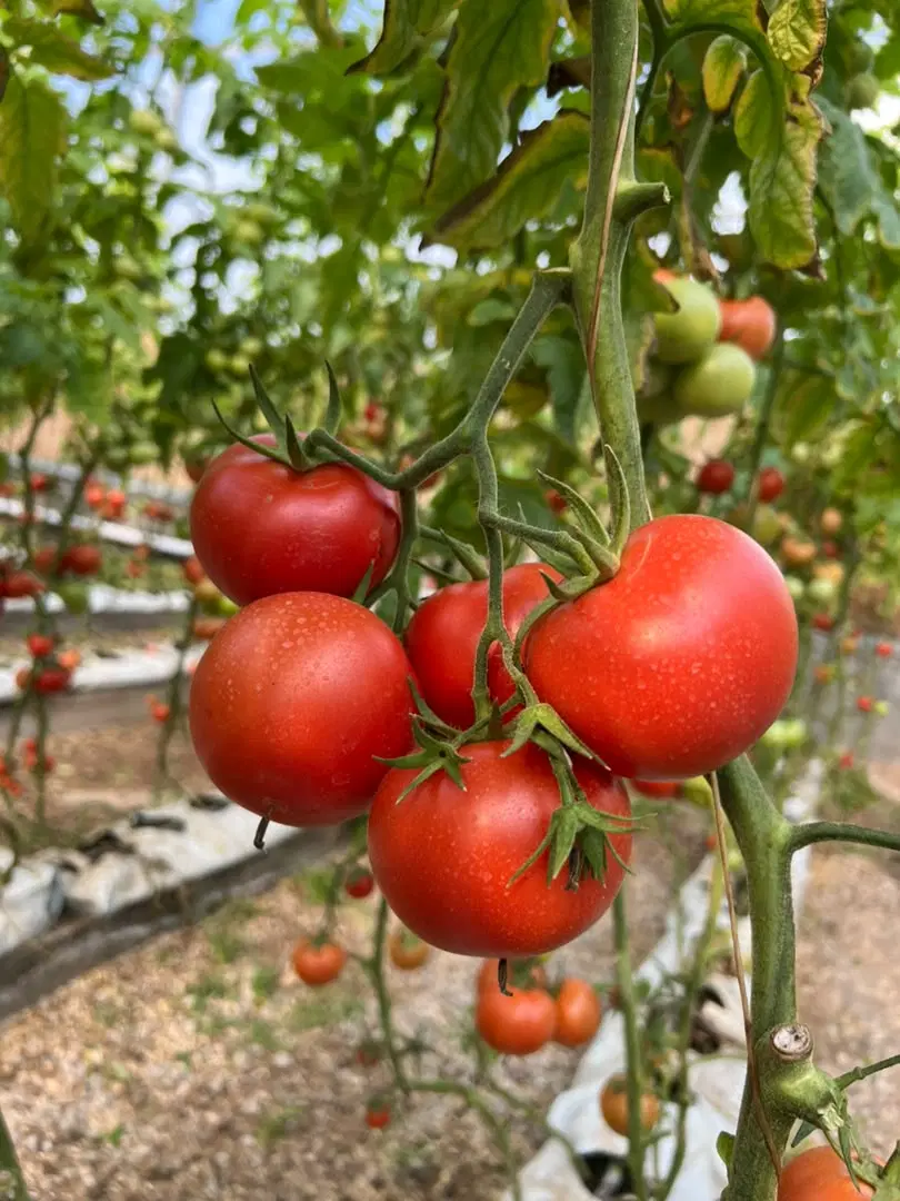 فروش مجموعه گلخانه صنعتی مدرن