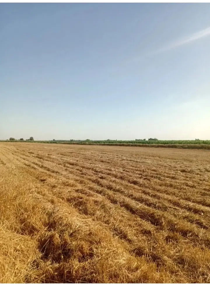 اجاره زمین کشاورزی