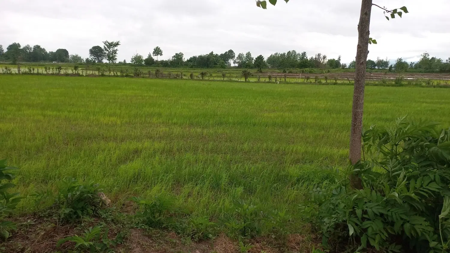 فروش زمین روستایی