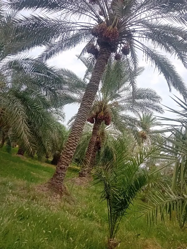 اجاره نخل خرما