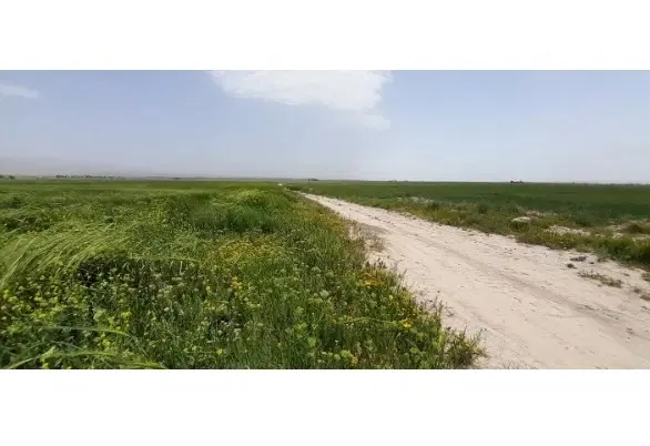 زمین کشاورزی فروشی