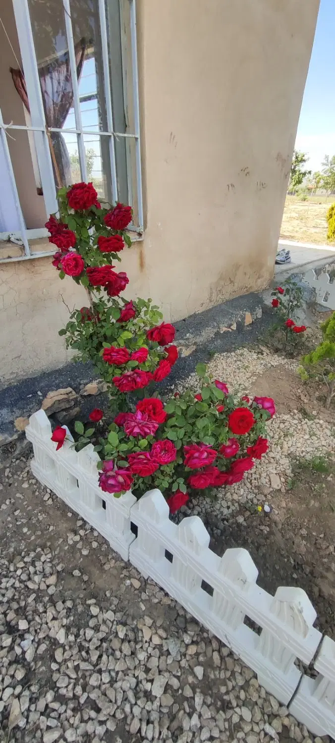 باغ جوان آبشینه