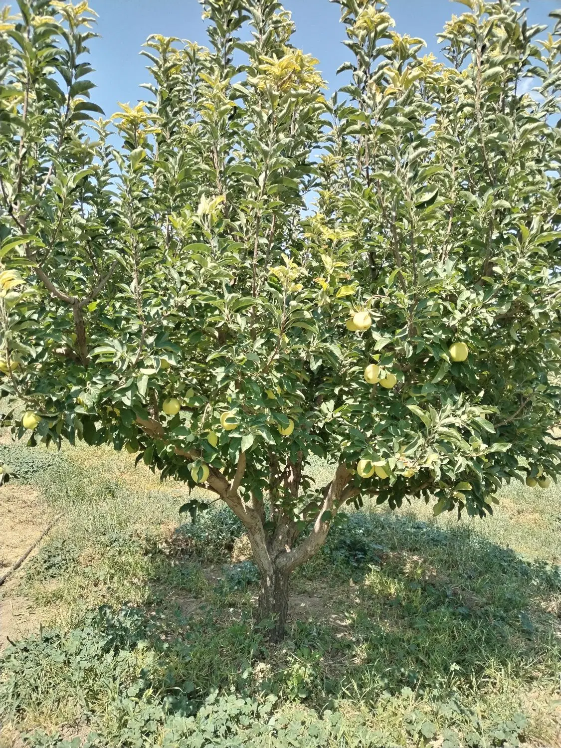 اجاره باغ سیب